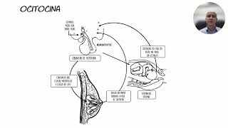 Aula Sindromes Endocrinas 2024 [upl. by Rothberg]