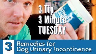 3 Minute 3 Tip Tuesday Remedies for Dog Incontinence [upl. by Ardnuek]