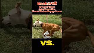 Muscled up Pitbull vs Rotti pitbulldog doglover rottweiler race [upl. by Assiluj]