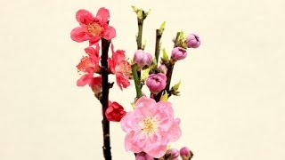 桃の花言葉、特徴、使い方、テクニックをトッププロが丁寧に教えます～I will teach you about a plant called Peach tree [upl. by Yclehc618]