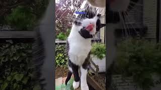 Um vídeo de um gato viralizou nas redes sociais ao mostrar com uma go pro a rotina gatinho na rua [upl. by Rimahs29]