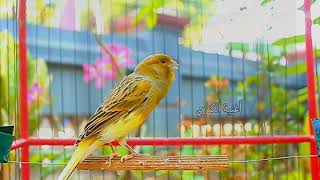 Latest Amazing Canary Tweet 2024 Listen to Canary Marriage Youth Training 222 [upl. by Barney323]