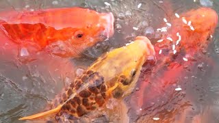 Amazing Color Fish Feeding Video fish [upl. by Acinor]