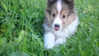 Sheltie puppies  8 weeks litter I [upl. by Nomzed273]