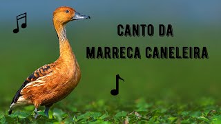 Canto da Marreca Caneleira  Xenxém  Tapuia  Fulvous WhistlingDuck  Dendrocygna Bicolor [upl. by Kali]