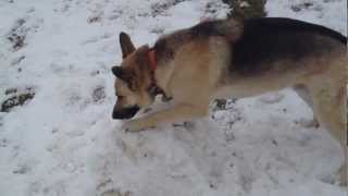 Awesome German Shepherd attacks the snow [upl. by Strader]