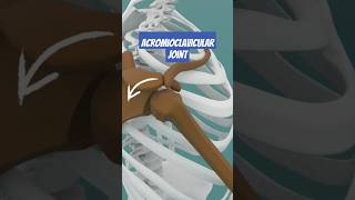 Scapulohumeral Rhythm Explained How your Shoulder works [upl. by Kcirb906]