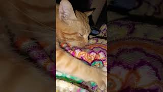 Tiggi🐈I m brand😎 😻میں برانڈڈ بلی ہوںshorts [upl. by Domela930]