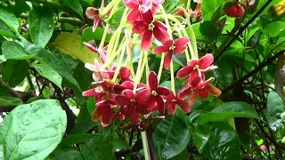 JASMIM DA ÍNDIA QUISQUALIS INDICA  COMBRETUM INDICUM RANGOON CREEPER Mudas clicar passo a passo [upl. by Tome]