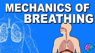 Mechanics of Breathing EXPLAINED [upl. by Bea]