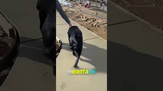 USTA VETERİNERİN DAHİCE FİKRİ 🐕 [upl. by Edniya]