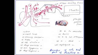 EP 23 HampN Maxillary artery and pterygopalatine fossa and Pterygoid venous Plexus [upl. by Omland]