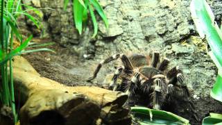 Acanthoscurria geniculata  feeding  Fütterung HD [upl. by Yesnek]