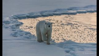 Svalbard Winter 2016  part I [upl. by Ahilam3]