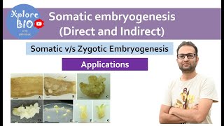 Somatic embryogenesis plant tissue culture Types direct and indirect Applications [upl. by Hanavas461]