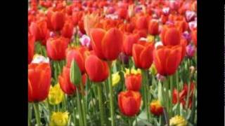 Tulips From Amsterdam BY Johnny Weaver [upl. by Yeltnarb226]