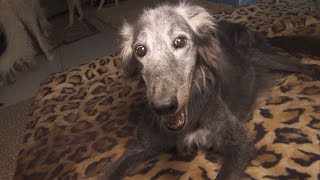 25YearOld Rescue Dog Could Be The Oldest Pooch In The World [upl. by Girand]