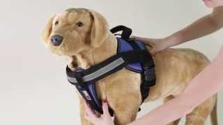 Dogline Unimax multi purpose harness fitting with chest plate [upl. by Nylleoj]