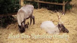 Hetland Garden Centres Santas Grotto Mrs Claus and Santas Reindeer at Carrutherstown Dumfries [upl. by Dewhirst]