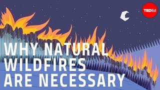 Why certain naturally occurring wildfires are necessary  Jim Schulz [upl. by Morven41]