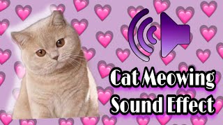 Funny Cats Kitten Meowing Sound Effect 2 With actual cat video [upl. by Aisayt]