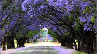 Palito Ortega Cancion del Jacaranda [upl. by Hailed]