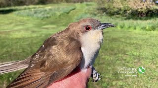 Blackbilled Cuckoo  Nature Near You [upl. by Allyson486]