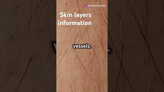 How much layer of skin do we have  Skin layers information [upl. by Mil]