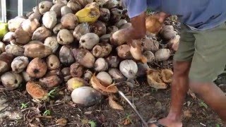 Peeling dry Coconut in Guyana [upl. by Anatsirhc]