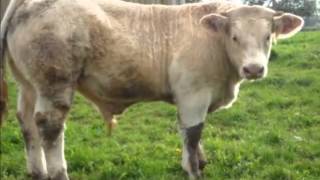 Vente promotionnelle dans les élevages Bovins Charolais de Côte dOr [upl. by Reema488]