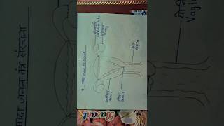 मादा जनन संरचना Female reproductive system in simple way reproductive system [upl. by Mailand]