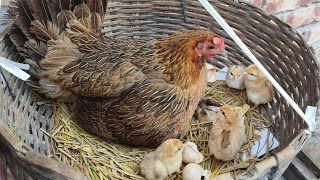 Hen Harvesting Egg and Chick Hatching  A Step by Step Guide egg hatching at home [upl. by Enelyahs]