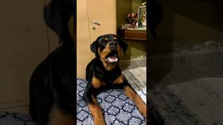 Rottweiler Dog Barking rottweiler dog pets dogbarking viralshorts youtubeshorts [upl. by Attenal]