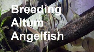 Breeding Altum Angelfish [upl. by Alisha]