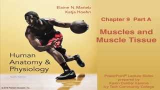 Anatomy amp Physiology Chapter 9 Part A Lecture  Muscles and Muscle Tissue [upl. by Faires]