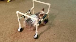 Homemade dog wheelchair [upl. by Skerl299]