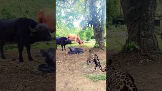 Unbelievable😱 Leopard🐆🐆🐆Attack Beby Baffalo🐃🐃🐃amp Cow🐄🐄🐄😮 viral 😮 reels viral shorts [upl. by Blanche]