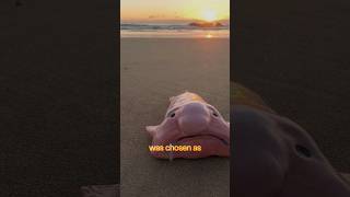 The Blobfish Is NOT Ugly  🤔 heres why [upl. by Daitzman841]