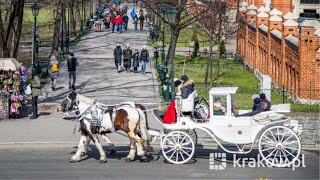 Przetarg na dorożki konne na Rynku Głównym [upl. by Eisserc]