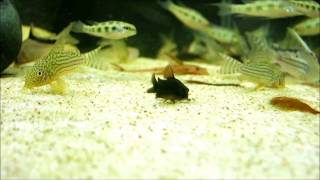 corydoras schultzei black [upl. by Mail923]