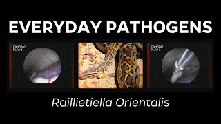 What is R orientalis A brief overview of the parasite found in snakes [upl. by Obau]