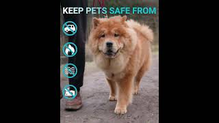 🌟 Revolutionizing Pet Care amp Saving 2 Million Lives Annually 🐾 petmadness funny pets [upl. by Etteniuq158]