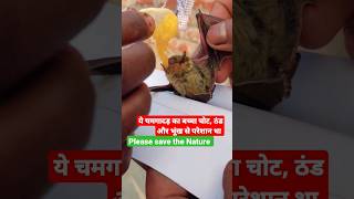 Mana ki bejuban hoon Baby chamgadad ki jan bachai Rescue for baby batbat babybat rescue viral [upl. by Hayidah]