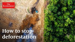 Climate change can money stop deforestation [upl. by Ringo777]