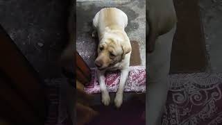 👉Kya mai itna bura hu 🥲doglover subscribe🙏like🙏youtubeshorts labradogsfunnyloveleelasunil [upl. by Akinna]