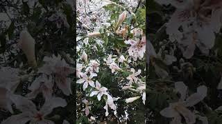 Beautiful silk floss tree 🌳 😍 [upl. by Heiner]