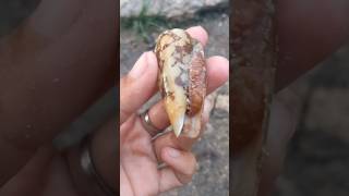 Conus Geographus😍seafood youtubeshorts [upl. by Nera447]