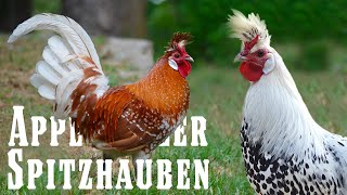 Appenzeller Spitzhauben︱Greenfire Farms [upl. by Inahet]