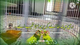 Poetry loverssad poetryUrdu poetryPunjabi poetry [upl. by Introk]