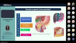 08 PÁNCREAS DUODENO Y BAZO  TUTORÍA DE MORFOFISIOLOGÍA DE LOS SISTEMAS ANATOMÍA 21102024 [upl. by Ava]